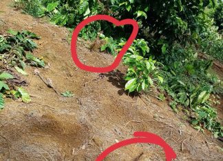 Thông tin bất ngờ liên quan vụ 18ha cà phê bị chặt bỏ