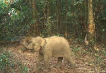 Đà Nẵng: Phát hiện thêm một cá thể voi con mới