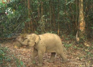 Đà Nẵng: Phát hiện thêm một cá thể voi con mới