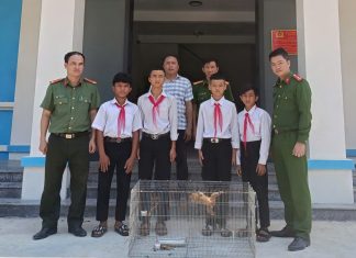 Đà Nẵng: Một cá thể Cu Li quý hiếm được giao nộp để thả về rừng tự nhiên.